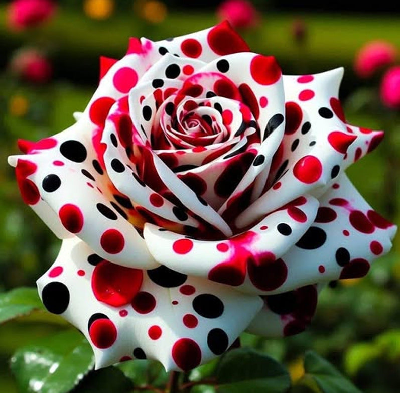Rare Blue Moon Rose 🌌&Multi-Colored Petal Lace Rose🌈🌹