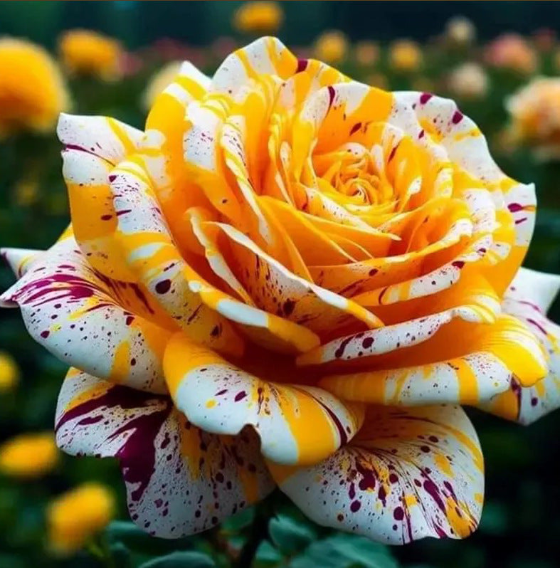 Rare Blue Moon Rose 🌌&Multi-Colored Petal Lace Rose🌈🌹