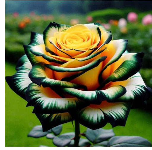 Rare Blue Moon Rose 🌌&Multi-Colored Petal Lace Rose🌈🌹