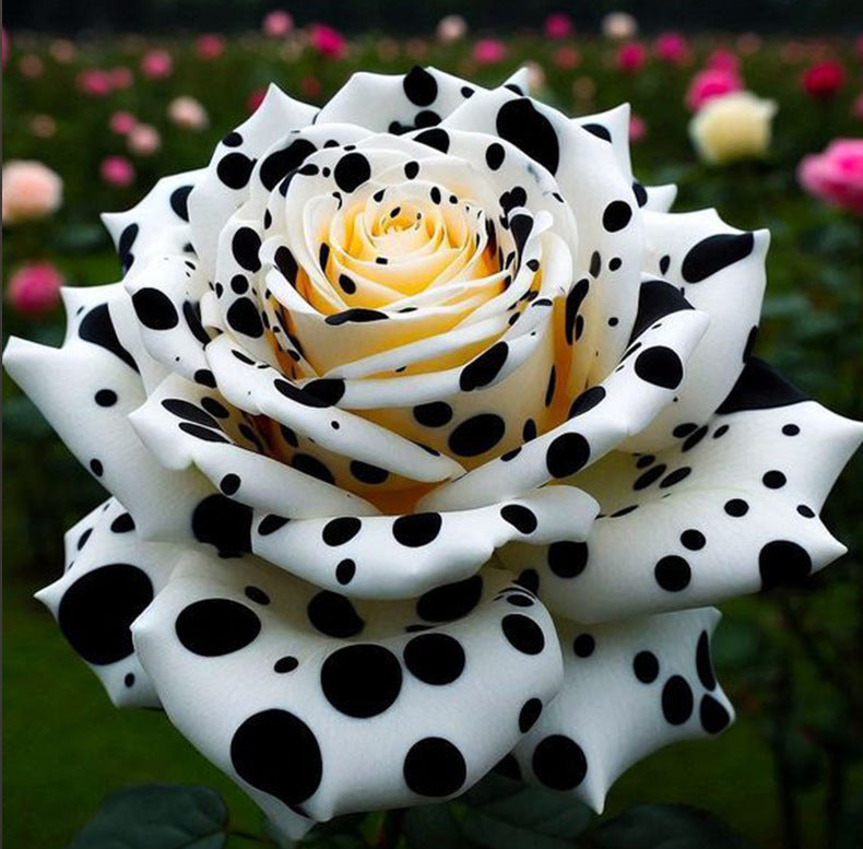 Rare Blue Moon Rose 🌌&Multi-Colored Petal Lace Rose🌈🌹