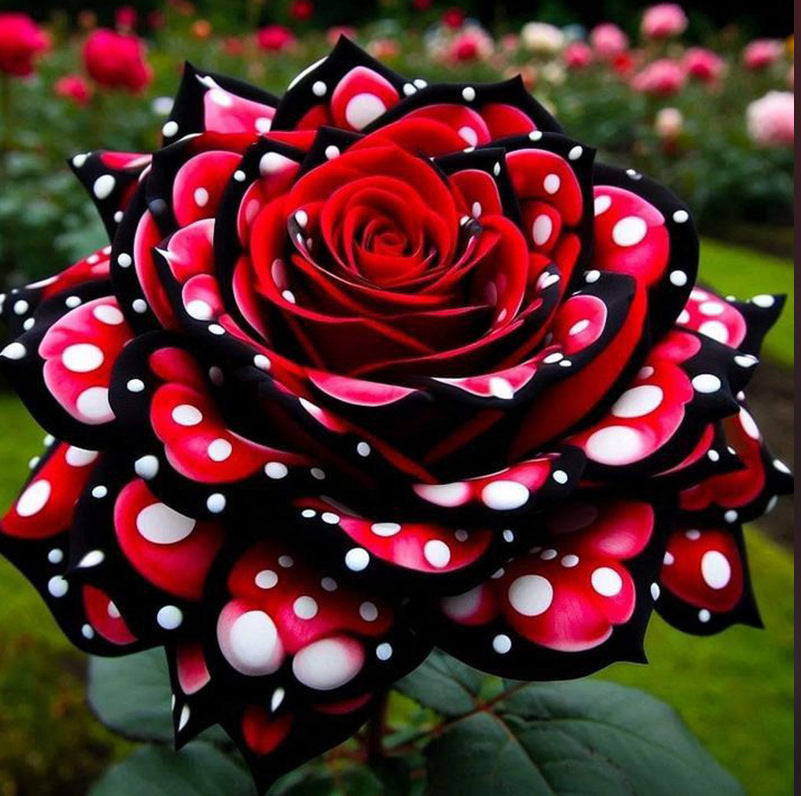 Rare Blue Moon Rose 🌌&Multi-Colored Petal Lace Rose🌈🌹