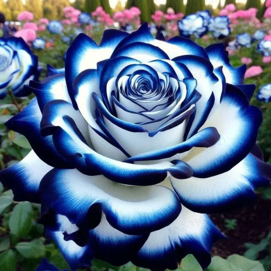 Rare Blue Moon Rose 🌌&Multi-Colored Petal Lace Rose🌈🌹