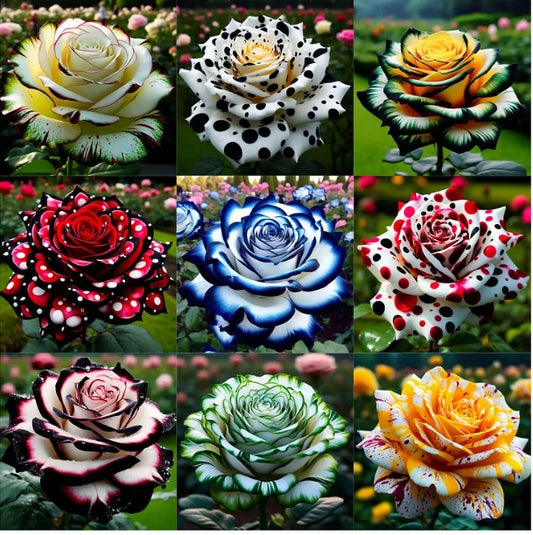 Rare Blue Moon Rose 🌌&Multi-Colored Petal Lace Rose🌈🌹